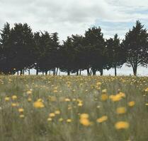 Flower field in Pampas, Argentina photo