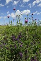 Flower field in Pampas, Argentina photo