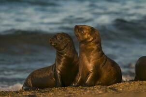 Seals in Patagonia photo