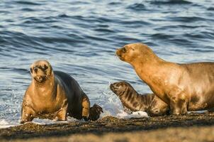 focas en Patagonia foto