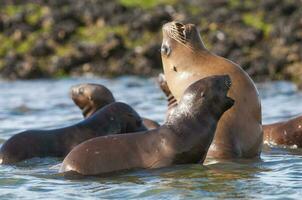 Seals in Patagonia photo