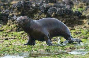 Sea lions portrait photo