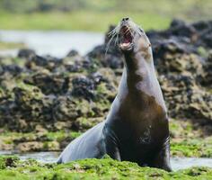 Sea lions portrait photo