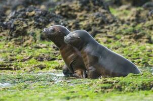 Sea lions portrait photo