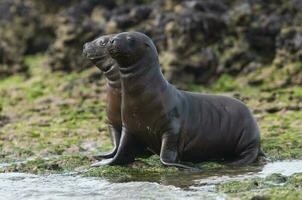 Sea lions portrait photo