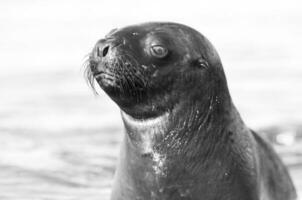 Sea lions portrait photo