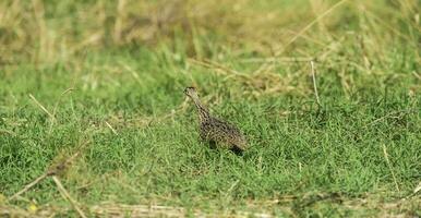 manchado tinamú pájaro en las pampa, argentina foto