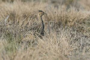 Spotted Tinamou bird in Las Pampas, Argentina photo