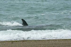 orca en el agua foto