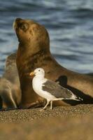 Sea lion and seagull photo