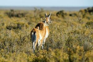 Guanacos in Chile photo