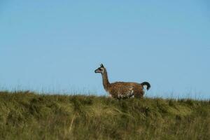 Guanacos in Chile photo