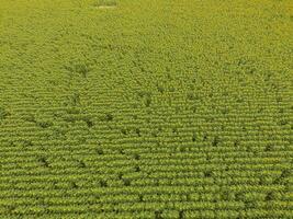 aerial view of a field of green trees photo