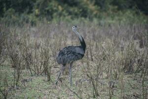 Greater Rhea bird in Pampas, Argentina photo