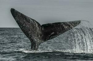 un ballena cola es visto en el agua foto