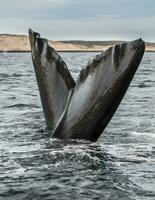 a whale tail is seen in the water photo