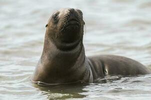 Sea lion on the water photo