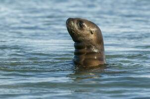 Sea lion on the water photo