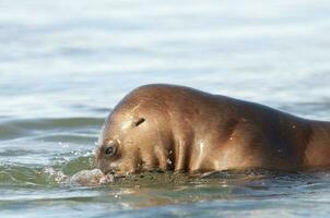 Sea lion on the water photo
