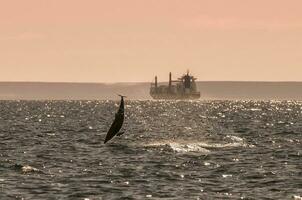 Orca in the water photo