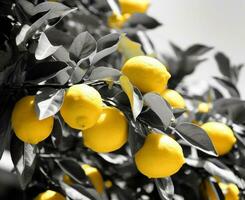 Green and yellow natural background with lemons photo