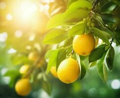 Green and yellow natural background with lemons photo