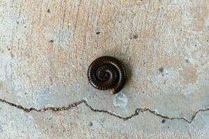 The millipede lies curled up on the beautiful natural cement floor of the animal. photo