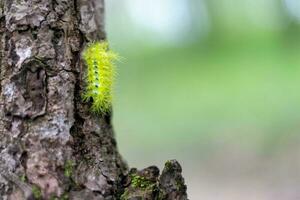 Green moth caterpillar or green caterpillar on tree branch photo