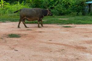 Thai buffalo in the meadow walking in thailand photo