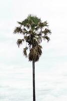 Lonely big tree in the wide meadow photo