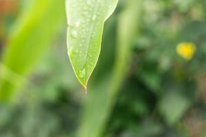 background image of one green leaf There are some water droplets on the leaves. photo