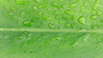 dew drops on green leaf photo