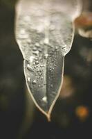 Background image of one black leaf. There was a small drop of water on the leaf. photo