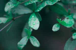 background image of green leaves There is a small drop of water on the leaf. photo