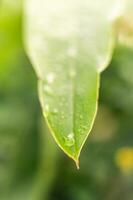 background image of one green leaf There are some water droplets on the leaves. photo