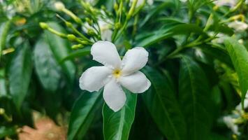 white flower isolated on green leaf background photo