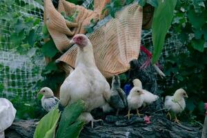 un gallina y su bebés estar en un rama cerca. foto