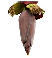 Banana flower isolated on white background photo