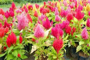 rojo flores de cresta de gallo en el guardería al aire libre celosia Argentea , cola de zorro amaranto - cresta de gallo flor en negro el plastico bolso foto