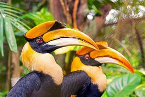 close up hornbill at rainforest photo