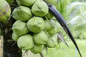 close coconut tree at plantation photo