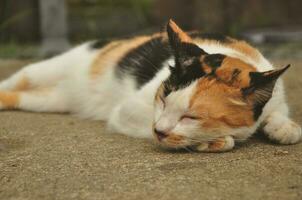 Stray cats sleeping on the street urban ciy photo