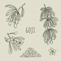 Goji on a branch hand drawn set. Collection blooming, dry berry. Vector sketch isolated black and white vintage illustration.