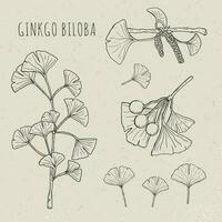 Collection ginkgo biloba branches with leaves, flowers, berries. Set medical, isolated botanical plant. Vector sketch hand drawn illustration.