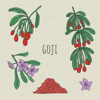 Goji on a branch hand drawn set. Collection blooming, dry berry. Vector sketch isolated colorful vintage illustration.