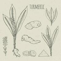 Turmeric medical botanical isolated illustration. Plant, root cutaway, leaves, spices hand drawn set. Vintage sketch. vector