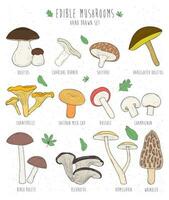 Set of edible mushrooms with titles on white background. Hand drawn vector illustration collection boletus, charcoal, shiitake, chanterelle. Colorful.