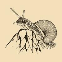 Snail on rock hand drawn. Vintage line engraving style. Vector illustration