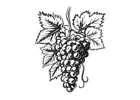 Grape sketch illustration, hand drawn style. Vector. vector