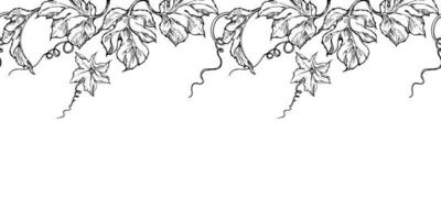 Hand drawn ink vector pumpkin gourd squash flower, tendrils and leaf. Seamless border. Sketch illustration art for harvest, farming. Design for restaurant menu print, cafe, website, wedding invitation